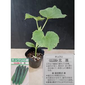 野菜苗 北進 べと病 うどんこ病に強い 強いてきゅうり 家庭菜園に最適 キュウリ