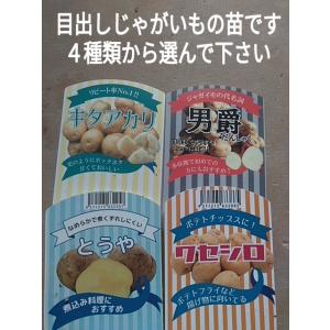 野菜苗 ジャガイモ 緑黄色素野菜の商品画像