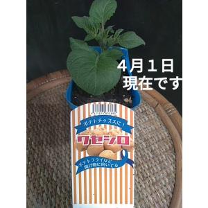 野菜苗 ジャガイモ 緑黄色素野菜の詳細画像3