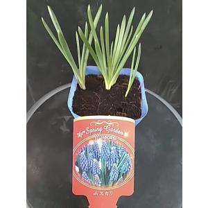 ムスカリ 青色 球根