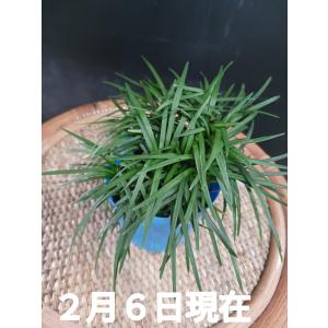 竜のひげ 玉龍 グランドカバー リュウノヒゲ