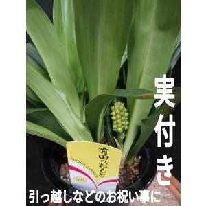 観葉植物 おもと 万年青 引越し 実付 宗石 室内