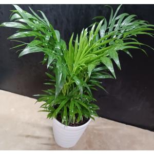 ポトス ライム 斑入り ポット苗 観葉植物 : 中井商店 やふー店 - 通販