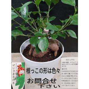 昌国 白染葉刈鋏 No,8006 : 盆栽ショップ わびさび Yahoo!店 - 通販