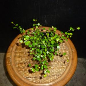 ワイヤープランツ 観葉植物 ハンキング