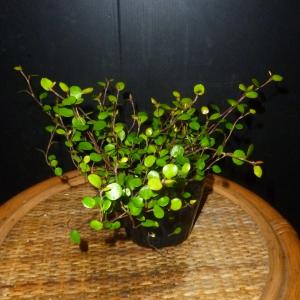 ワイヤープランツ 観葉植物 ハンキングの詳細画像1