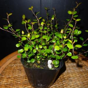 ワイヤープランツ 観葉植物 ハンキングの詳細画像2
