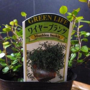 ワイヤープランツ 観葉植物 ハンキングの詳細画像3