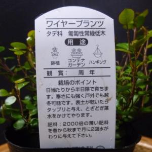 ワイヤープランツ 観葉植物 ハンキングの詳細画像4