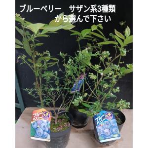 ブルーベリー苗 サザンハイブリシュ系 蕾が着いてます ガルフコースト ミスティー ジュエル