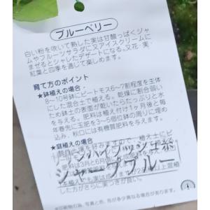 ブルーベリー苗 サザンハイブリシュ系 大粒 シ...の詳細画像2