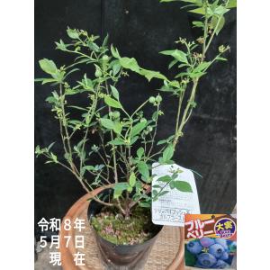 ブルーベリー苗 サザンハイブリシュ系 大粒 シ...の詳細画像3