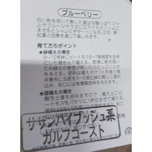ブルーベリー苗 サザンハイブリシュ系 大粒 シ...の詳細画像4
