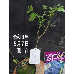 ブルーベリー苗 サザンハイブリシュ系 大粒 シ...の詳細画像5