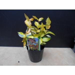 カズラのランキングtop100 人気売れ筋ランキング Yahoo ショッピング