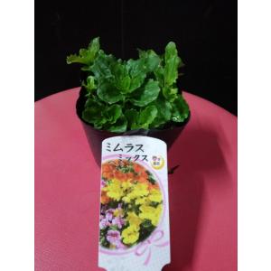 ミムラス 春秋に咲く 黄色 オレンジ