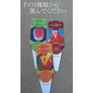 チューリップ 芽出し苗 ２色咲 白赤 桃白 黄赤 中井商店 やふー店 通販 Yahoo ショッピング