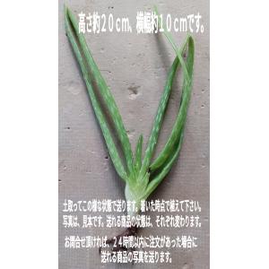 医者いらず アロエの商品一覧 通販 Yahoo ショッピング