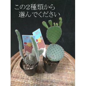 サボテン 種類 サボテン 多肉植物 の商品一覧 花 ガーデニング 通販 Yahoo ショッピング