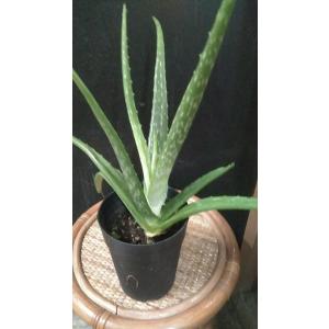 医者いらず 植物の商品一覧 通販 Yahoo ショッピング