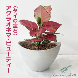 アグラオネマ ピクタムトリカラー ワイド 希少種 観葉植物 インドア