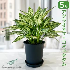 アグラオネマ・コミュタタム 5号 斑入り葉が美し...の商品画像
