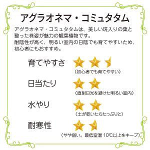 アグラオネマ・コミュタタム 5号 斑入り葉が美...の詳細画像1