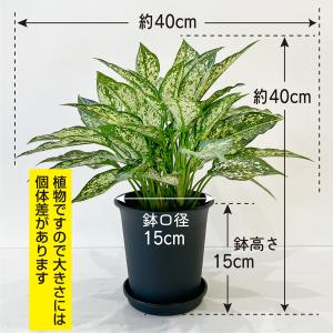 アグラオネマ・コミュタタム 5号 斑入り葉が美...の詳細画像2