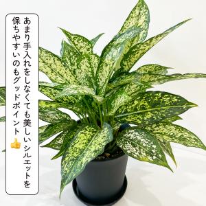 アグラオネマ・コミュタタム 5号 斑入り葉が美...の詳細画像3