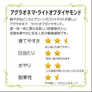 アグラオネマ ライトオブダイヤモンド 3.5号...の詳細画像1
