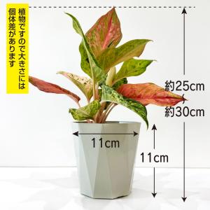 アグラオネマ ライトオブダイヤモンド 3.5号...の詳細画像2