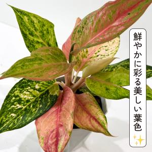 アグラオネマ ライトオブダイヤモンド 3.5号...の詳細画像3