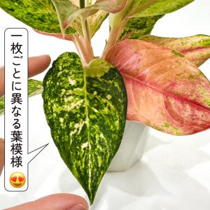 アグラオネマ ライトオブダイヤモンド 3.5号...の詳細画像4