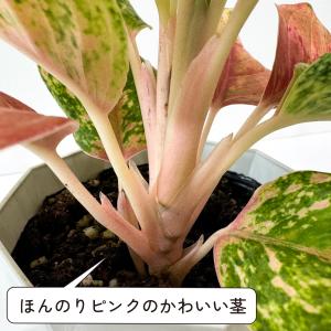 アグラオネマ ライトオブダイヤモンド 3.5号...の詳細画像5