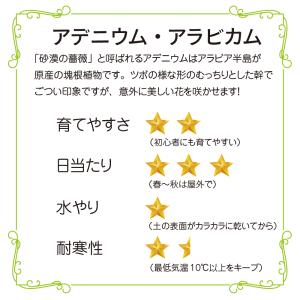アデニウム アラビカム 4号 砂漠のバラ 塊根...の詳細画像1