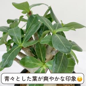 アデニウム アラビカム 4号 砂漠のバラ 塊根...の詳細画像4