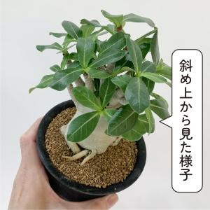 アデニウム アラビカム 4号 砂漠のバラ 塊根...の詳細画像5