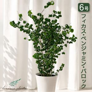 フィカス ベンジャミン バロック 6号 観葉植物 おしゃれ 室内 インテリア 育てやすい カール葉 個性的 グリーン hananico