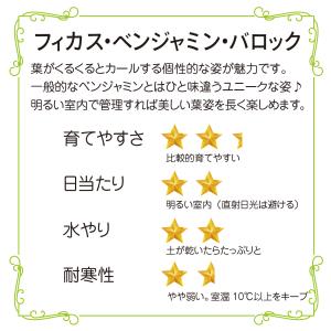 フィカス ベンジャミン バロック 6号 観葉植...の詳細画像1
