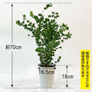 フィカス ベンジャミン バロック 6号 観葉植...の詳細画像2