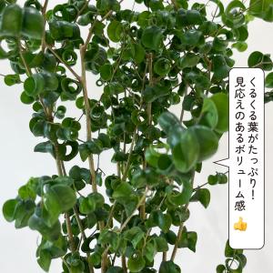 フィカス ベンジャミン バロック 6号 観葉植...の詳細画像3