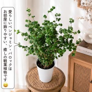 フィカス ベンジャミン バロック 6号 観葉植...の詳細画像4