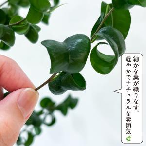 フィカス ベンジャミン バロック 6号 観葉植...の詳細画像5