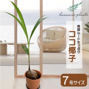 ココ椰子 ツヤツヤの葉 7号鉢 観葉植物 おしゃ...の商品画像
