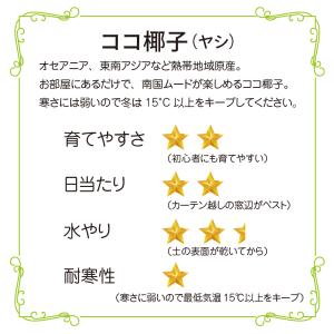 ココ椰子 ツヤツヤの葉 7号鉢 観葉植物 おし...の詳細画像1