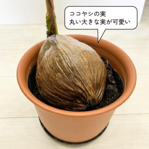 ココ椰子 ツヤツヤの葉 7号鉢 観葉植物 おし...の詳細画像4