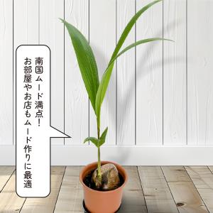ココ椰子 ツヤツヤの葉 7号鉢 観葉植物 おし...の詳細画像5