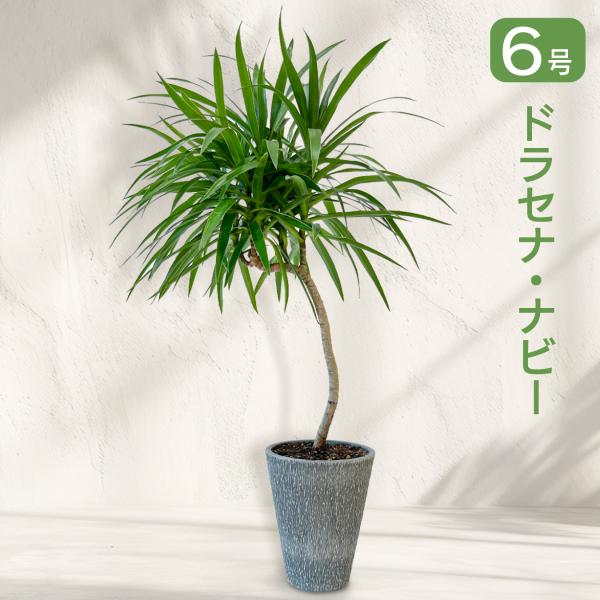 ドラセナ・ナビー 曲がり 観葉植物｜スタイリッシュな樹形 インテリアグリーン hananico
