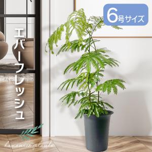 観葉植物：エバーフレッシュ*6号プラポット ネムノキ ねむの木 : 遊恵