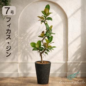 フィカス・ジン 7号 斑入り 曲がり樹形 ゴムの木 レア 約90-100cm おしゃれ観葉植物 育てやすい hananico